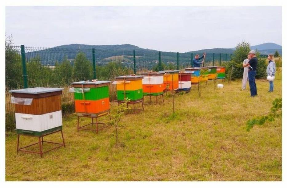 20 maja to Dzień Pszczół. Gdzie na terenie Wałbrzycha ustawiono ule?