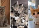 Przepiękne kotki z pow. rybnickiego. Zobaczcie zdjęcia pupilów na Dzień Kota 2024. Są tu kociaki z Rybnika, Wodzisławia, Żor...