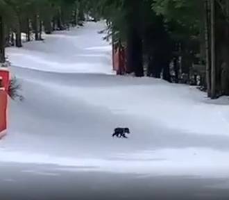 Tatry. Mały niedźwiadek znalazł matkę. A na Orawie niedźwiedź "napadł" na pasiekę 