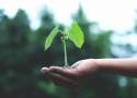 Kaufland zachęca klientów do wspólnej akcji sadzenia drzew