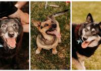 Szukamy domu dla bezdomnych czworonogów ze schroniska Funny Pets w Czartkach ZDJĘCIA