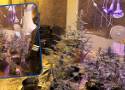 Plantacja marihuany w Jastrzębiej Górze. 11 donic w hotelowym obiekcie