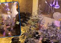 Plantacja marihuany w Jastrzębiej Górze. 11 donic w hotelowym obiekcie