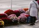 Ile kosztują chryzantemy w doniczce przed Wszystkimi Świętymi? Jakie są ceny ciętych kwiatów na grób?