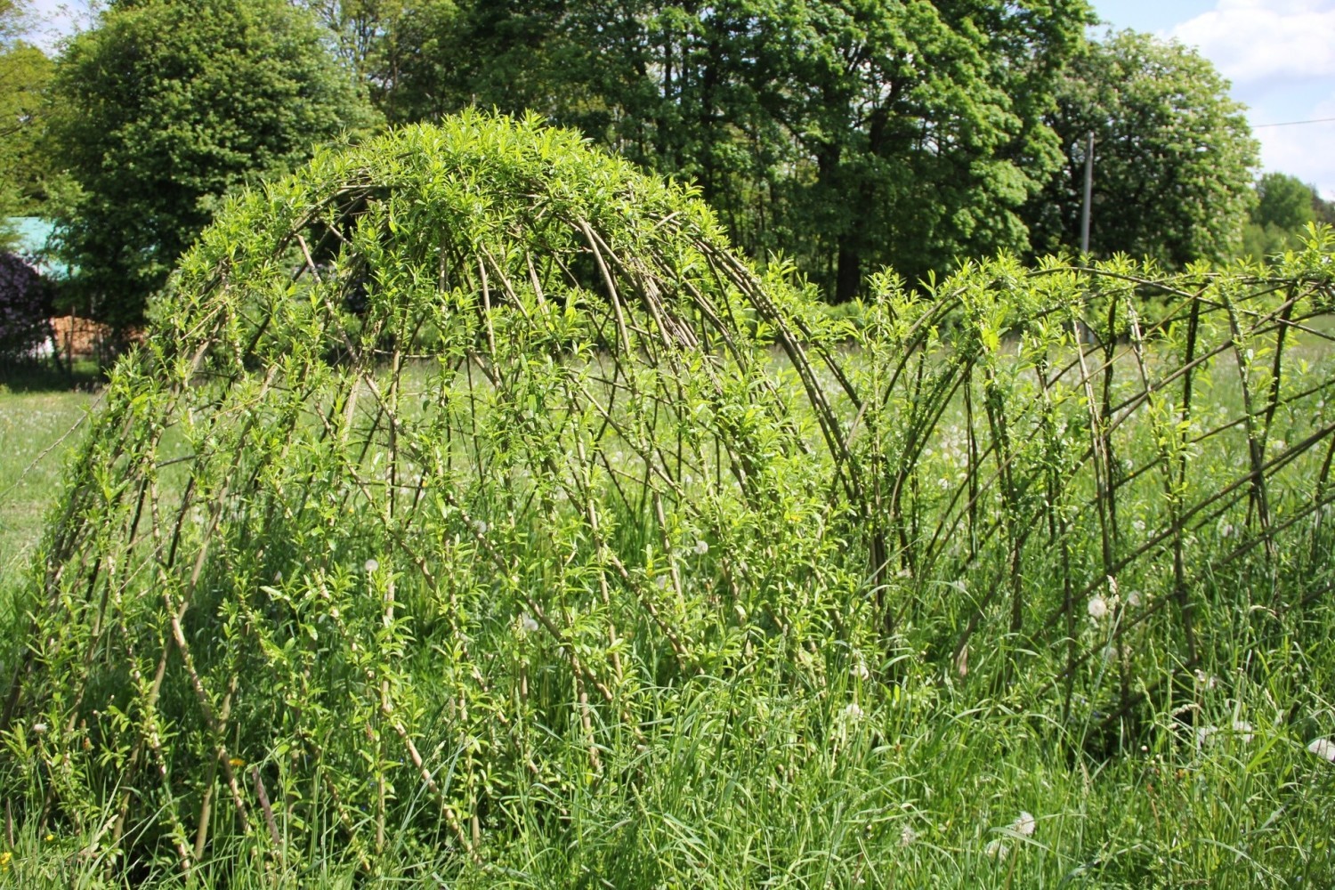 Zielone, żywe konstrukcje stają się naturalną częścią ogrodu