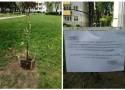 Mieszkańcy posadzili drzewa na trawniku w Poznaniu, ale spółdzielnia wyznaczyła czas na ich usunięcie. Dlaczego? 