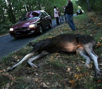 Wypadki na drogach powiatu piotrkowskiego z udziałem dzikich zwierząt
