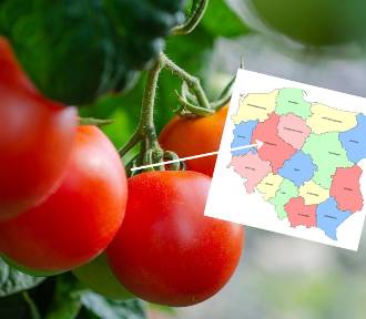 W tych regionach produkuje się najwięcej warzyw. Tymi gatunkami stoją polskie pola
