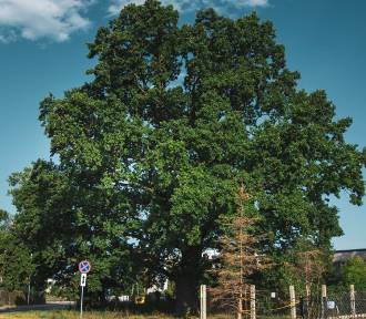 Dąb z Białołęki został wybrany Warszawskim Drzewem Roku