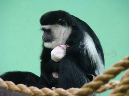 Zoo w Chorzowie