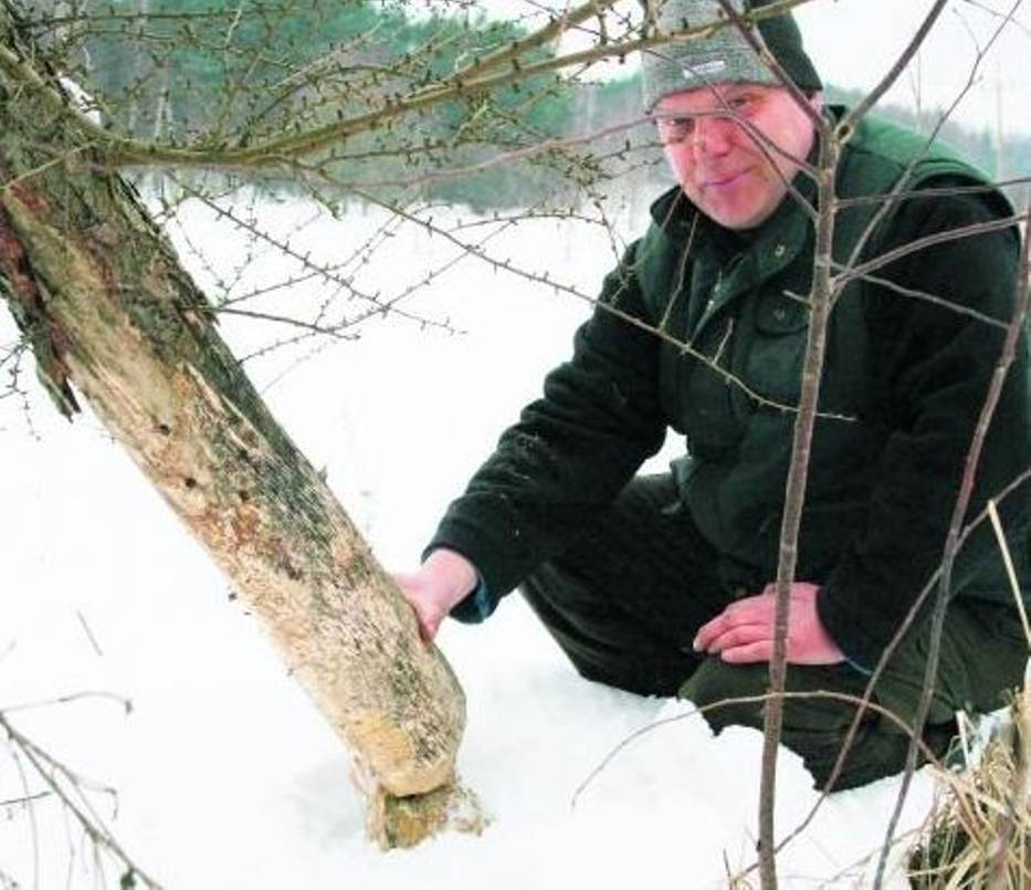 Lech Staręga podkreśla, że bobry ścinają drzewa nawet 500 metrów od wód