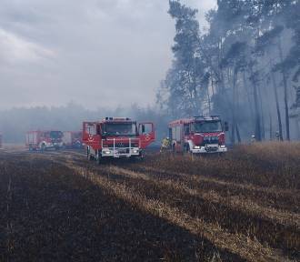 Wielki pożar, który wybuchł w gminie Pęczniew, podsumowany przez PSP Poddębice FOTO