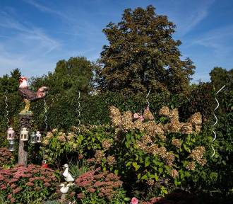 Tak wygląda baśniowy ogród na glinkach w Bydgoszczy. Dbają o niego Państwo Borowscy
