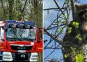 Nietypowa akcja ratunkowa w południowej Wielkopolsce. Szop utknął w koronie drzewa! Zobacz zdjęcia