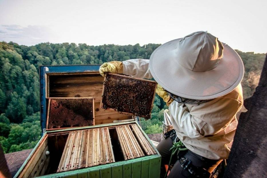 20 maja to Dzień Pszczół. Gdzie na terenie Wałbrzycha ustawiono ule?