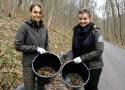 Ratują żaby w Dolinie Będkowskiej. Budują płotki, przenoszą płazy przez drogę w bezpieczne rejony stawów