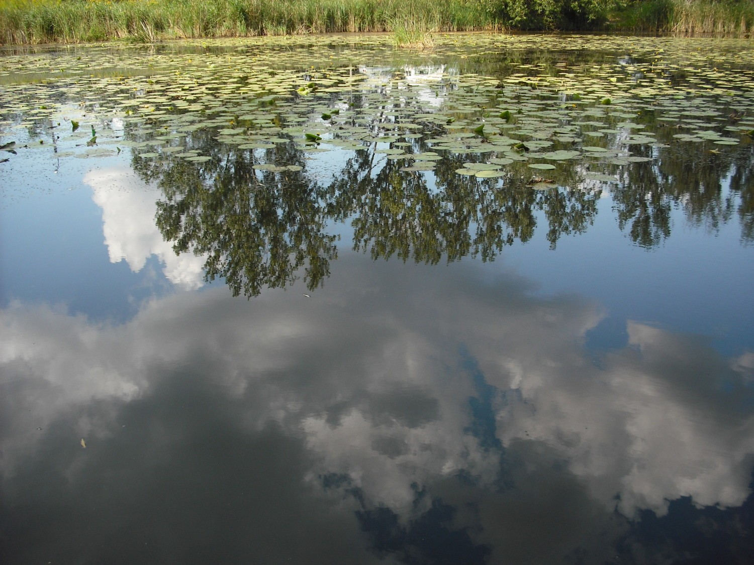 Jezioro Powsinkowskie