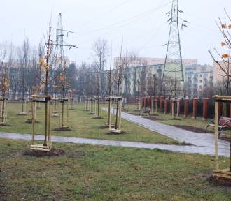 W 2023 roku w Łodzi posadzą 50 tysięcy drzew! Zobacz jakie i gdzie