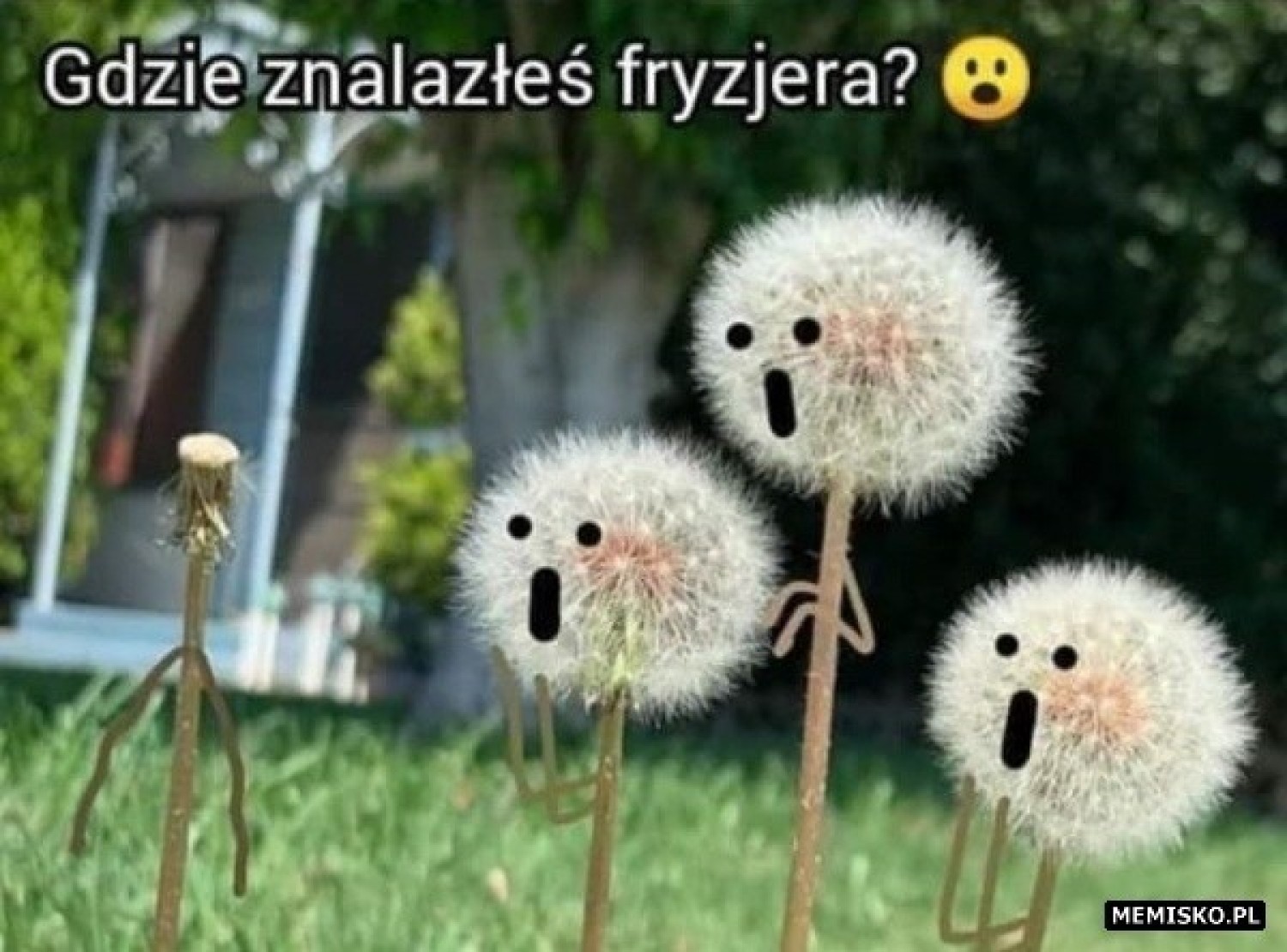 Fryzjer potrzebny od zaraz? Zobacz memy, które komentują sytuację związaną z zamknięciem i ponownym otrwarciem zakładów fryzjerskich