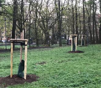 Prawie tysiąc nowych drzewek zostanie posadzonych w Szczecinie