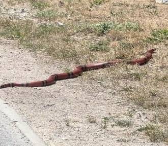 Wąż pojawił się na ulicach Wrocławia. Co na to mieszkańcy?
