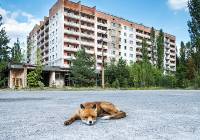 Tereny wokół elektrowni jądrowej w Czarnobylu stały się przystanią dla zwierząt