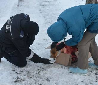 Mieszkańcy ratowali lisa koło Dworzyska w Szczawnie - Zdroju. Pomogła Straż Miejska