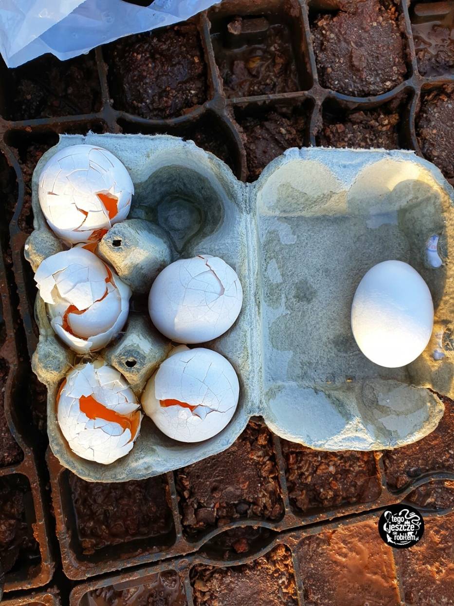 Legnicki podróżnik pokazuje nam jak gotował jajko w gejzerze na Islandii. FANTASTYCZNE ZDJĘCIA