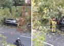 Niebezpieczne zdarzenie na warszawskiej Ochocie. Drzewo runęło na samochód osobowy. Trwa akcja Straży Pożarnej 