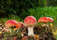 Zobacz najbardziej kolorowe grzyby z polskich lasów. Niektóre są jadalne!