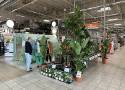 W radomskich hipermarketach wielki wybór roślin i akcesoriów ogrodniczych. Wielu ogrodników ruszyło na zakupy. Zobacz zdjęcia