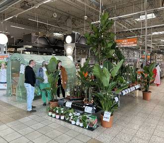 Wielki wybór roślin i akcesoriów ogrodniczych w radomskich hipermarketach [FOTO]