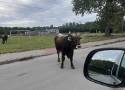 Siedem byków opanowało ulicę pod Zduńską Wolą. Pomogli policjanci ZDJĘCIA
