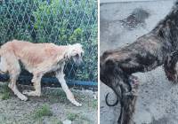 Skrajnie zaniedbane psy odebranie interwencyjnie przez policję w Częstochowie