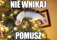 Memy Ze Zwierzetami I Choinka Naszemiastopl