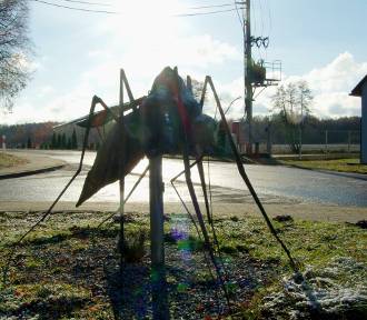 Największy komar w Polsce jest na Dolnym Śląsku. Znasz już to miejsce?