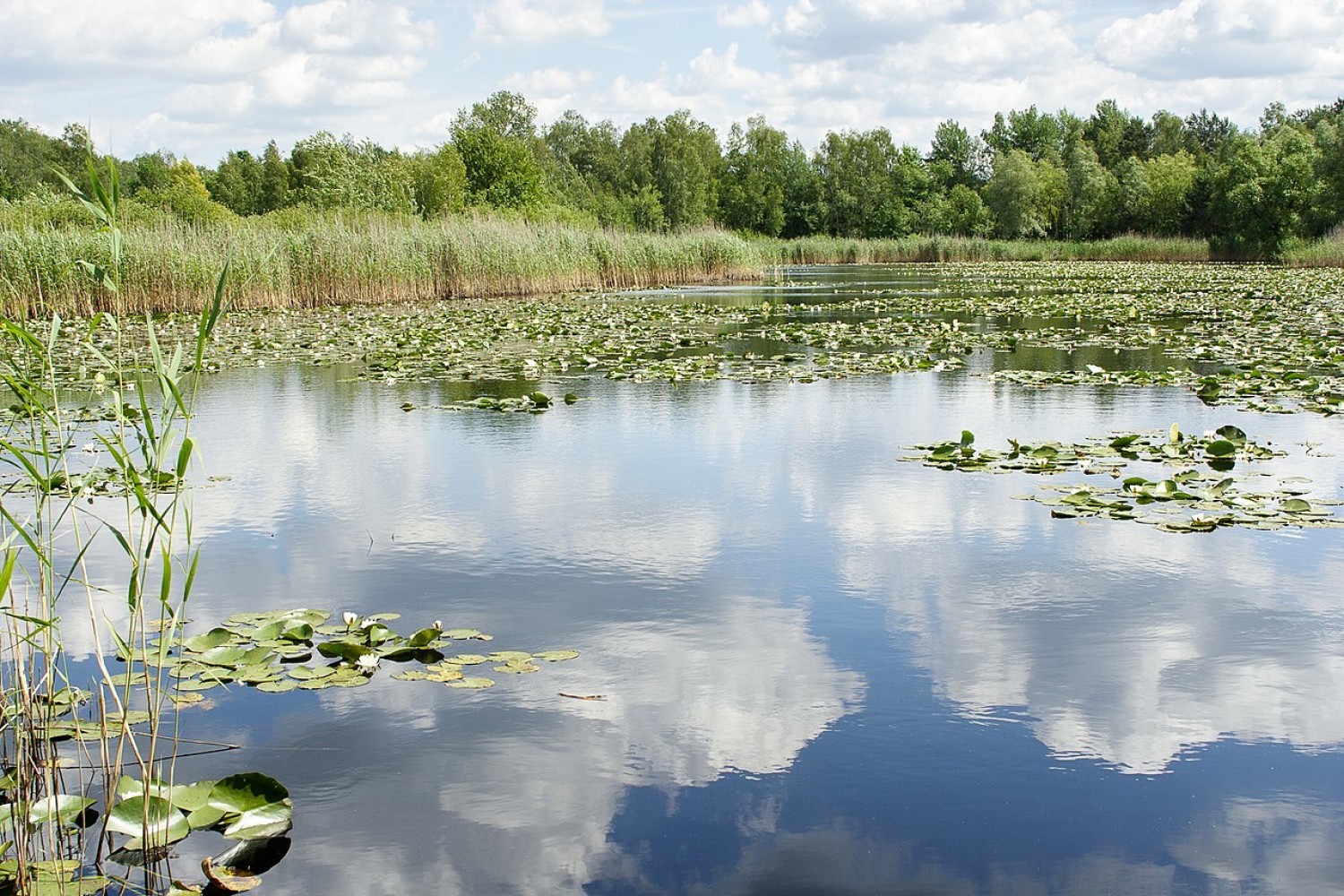 Jezioro Torfy