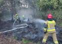 Pożar lasu w Bochni, z ogniem walczyło 24 strażaków. Policja ustala sprawcę