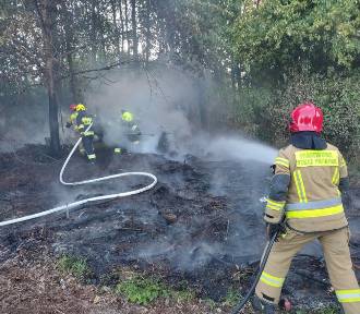 Pożar lasu w Bochni, z ogniem walczyło 24 strażaków. Policja ustala sprawcę