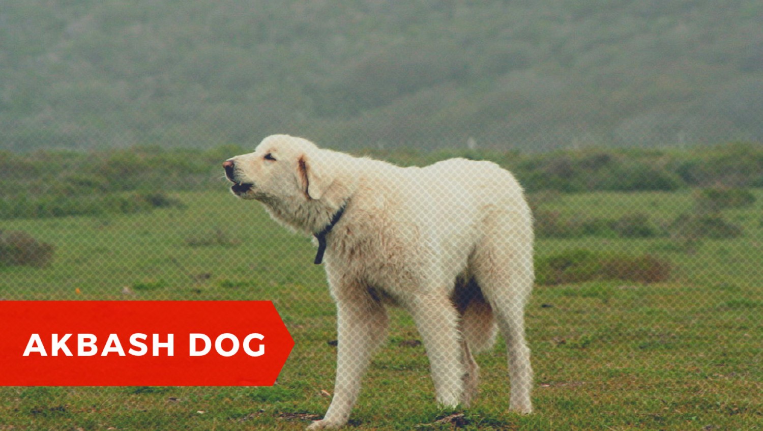 Akbash Dog