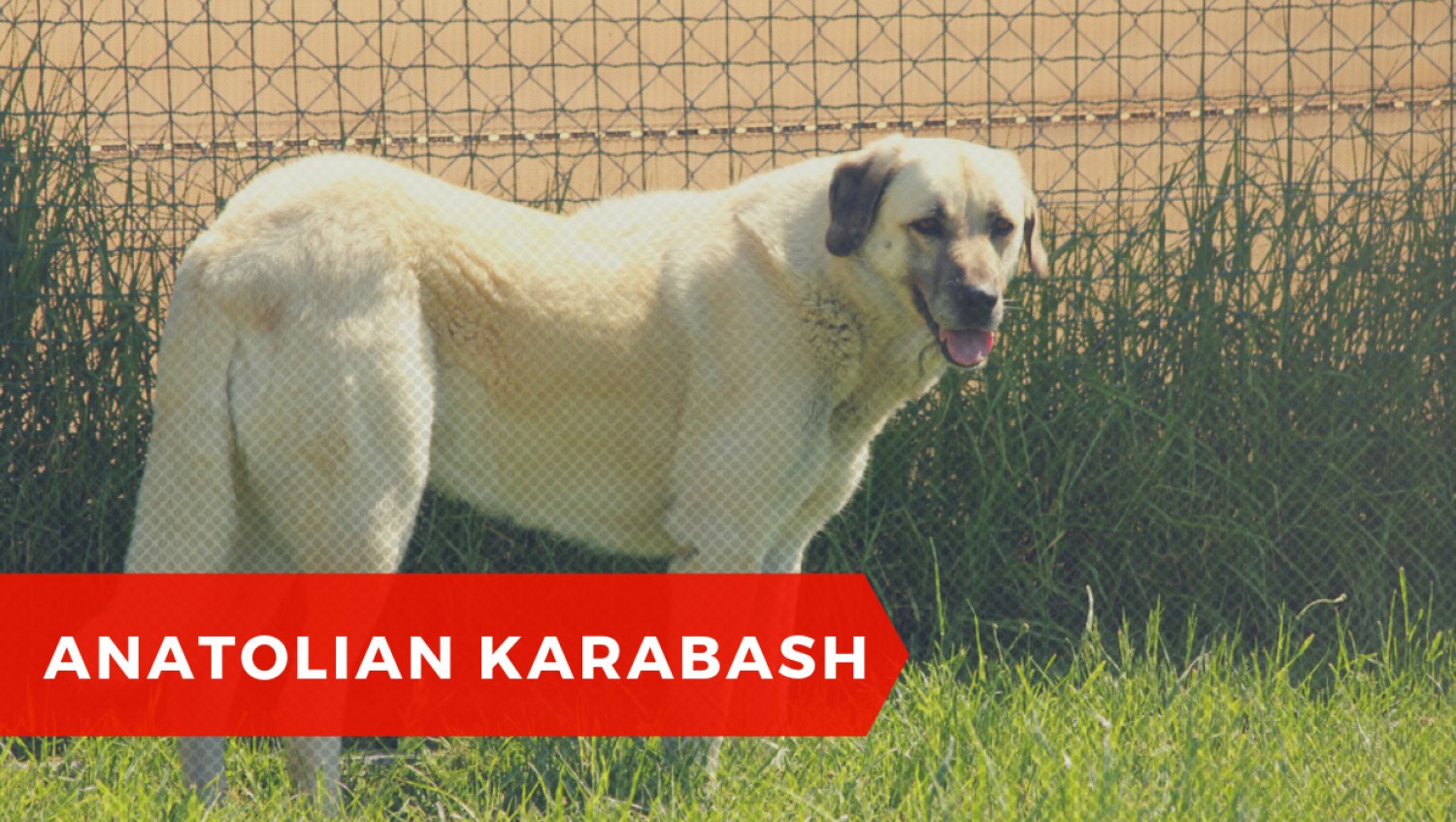 Anatolian Karabash - owczarek anatolijski