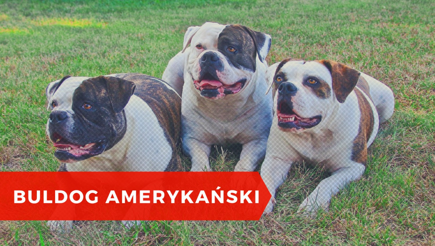 Buldog amerykański