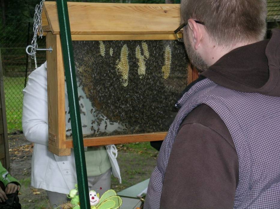Już w najbliższy weekend święto pszczoły w ZOO