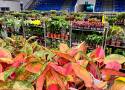 Festiwal Roślin zawita do Głogowa! Tysiące roślin doniczkowych w atrakcyjnych cenach
