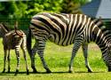 „Lato w Zoo Borysew” rozpoczęte narodzinami nowych zwierząt ZDJĘCIA