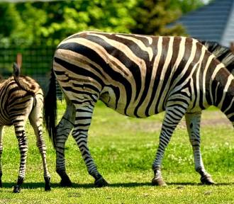 „Lato w Zoo Borysew” rozpoczęte narodzinami nowych zwierząt ZDJĘCIA