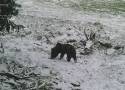 Niedźwiedź był widziany w Paśmie Jaworzyny Krynickiej. Leśnicy sfotografowali go w okolicach Pustej Wielkiej
