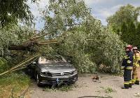 W Toruniu silny wiatr znów łamał drzewa. Na ul. Plebiscytowej drzewo spadło na auto
