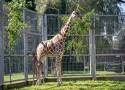 Śląskie ZOO w Chorzowie powitało nowonarodzoną dwudziestą już żyrafę. Przyszła na świat po siedmioletniej przerwie