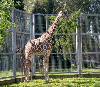 Śląskie ZOO w Chorzowie powitało nowonarodzoną żyrafę